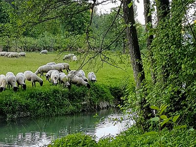 Glückliche Schafe